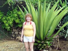 giant aloe vera plant grown by this woman in her yard taller than her